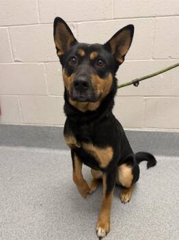 CLEVELAND -  German Shepherd Dog and Rottweiler Dog for Adoption in Indianapolis, Indiana - CLEVELAND | PetCurious