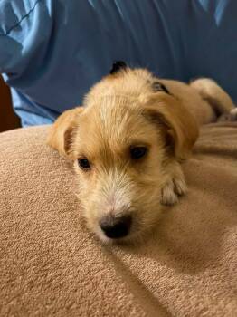Tate -  Terrier Dog for Adoption in Columbus, Ohio - Tate | PetCurious