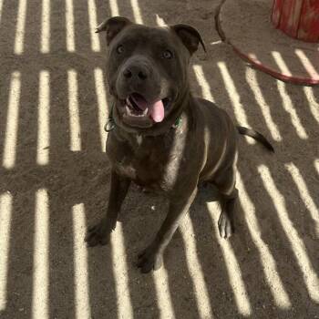 Pit Bull Terrier Dogs Available for Adoption in Thousand Palms, California - JAMES | PetCurious