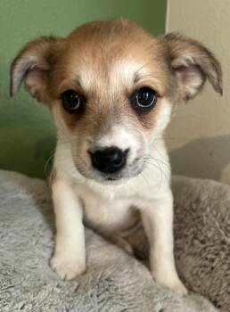 Jack Russell Terrier Dogs Available for Adoption - Hope | PetCurious