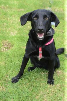 Peach -  Labrador Retriever Dog for Adoption in Rollingwood, Texas - Peach | PetCurious