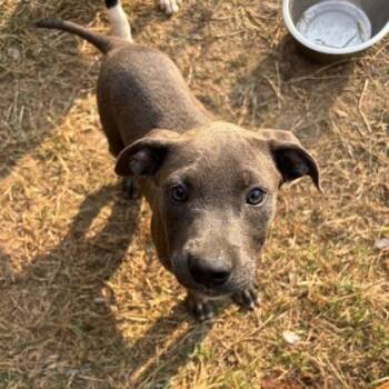 Nancy -  Beagle and Labrador Retriever Dog for Adoption in Morton Grove, Illinois - Nancy | PetCurious