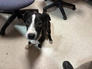 German Shorthaired Pointer Dogs Available for Adoption - Maizy A216090 | PetCurious