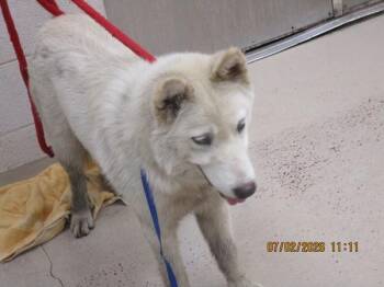 Camilla(824) -  Siberian Husky Dog for Adoption in Marietta, Georgia - Camilla(824) | PetCurious