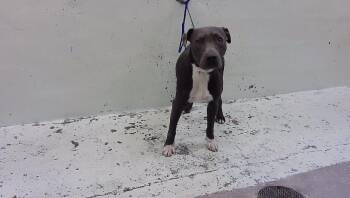 TACO -  Staffordshire Bull Terrier and Mixed Breed Dog for Adoption in Houston, Texas - TACO | PetCurious