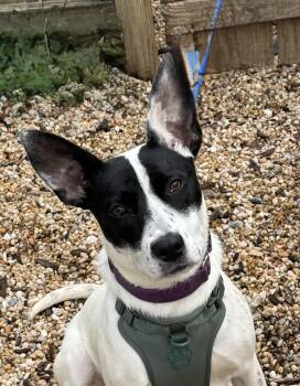 Vivi -  Cattle Dog Dog for Adoption in Ellicott City, Maryland - Vivi | PetCurious