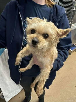 Rescue Yorkshire Terrier Dogs for Adoption in New York, New York - Baby Doll (GA) | PetCurious