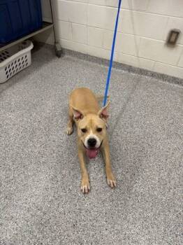 Rescue Pit Bull Terrier and Mixed Breed Dogs for Adoption in Knoxville, Tennessee - Pollen | PetCurious