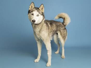 Husky Dogs Available for Adoption - ZOEY | PetCurious