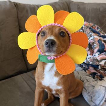 Rescue Rat Terrier and Pit Bull Terrier Dogs for Adoption in Minnetonka, Minnesota - Fire D66945 | PetCurious