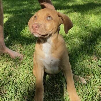 Cliford -  Mixed Breed Dog for Adoption in Cleveland, Texas - Cliford | PetCurious