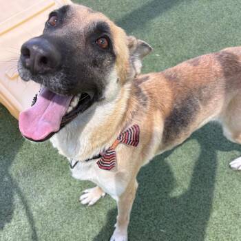 German Shepherd Dog Dogs Available for Adoption in Phoenix, Arizona - Phoenix | PetCurious
