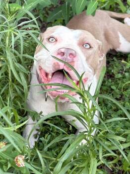 Larry -  Mixed Breed and American Staffordshire Terrier Dog for Adoption in Pleasant Ridge, Michigan - Larry | PetCurious