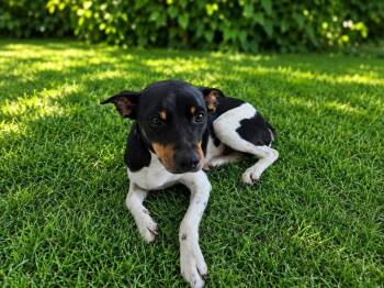 Bear -  Rat Terrier Dog for Adoption in Colorado Springs, Colorado - Bear | PetCurious