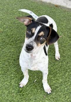 ARLO -  Rat Terrier Dog for Adoption in Fort Myers, Florida - ARLO | PetCurious