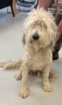 Bubbles -  Mixed Breed Dog for Adoption in Maryville, Tennessee - Bubbles | PetCurious