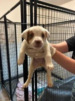 Miles -  Australian Cattle Dog Blue Heeler Dog for Adoption in Thompson Falls, Montana - Miles | PetCurious