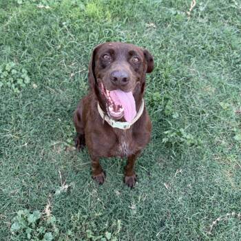 Darrell -  Chocolate Labrador Retriever Dog for Adoption in Hondo, Texas - Darrell | PetCurious