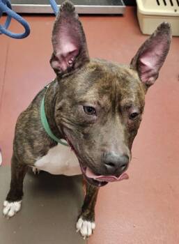 Pit Bull Terrier Dogs Available for Adoption in Salisbury, Maryland - Bruno | PetCurious