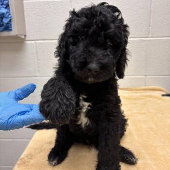 Pupito -  Mixed Breed Dog for Adoption in Murray, Utah - Pupito | PetCurious