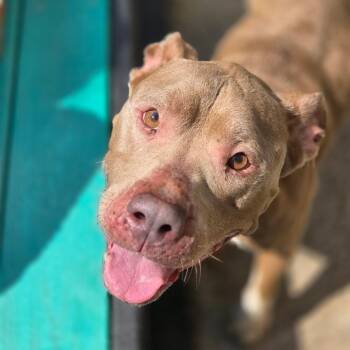 Meggie -  Mixed Breed Dog for Adoption in Charleston, West Virginia - Meggie | PetCurious