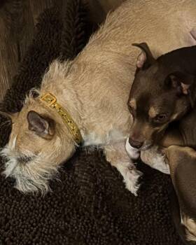 Cairn Terrier and Chihuahua Dogs Available for Adoption in Tulsa, Oklahoma - Bonnie & Clyde - Bonded Pair | PetCurious