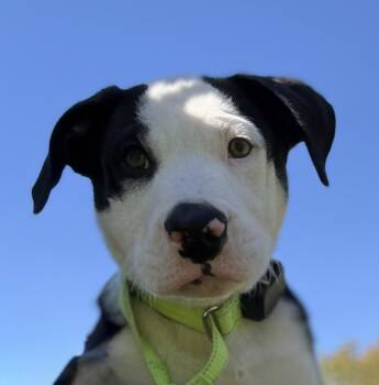 Oreo Cookie - local pup -  Bulldog and Hound Dog for Adoption in Andover, Massachusetts - Oreo Cookie - Local Pup | PetCurious