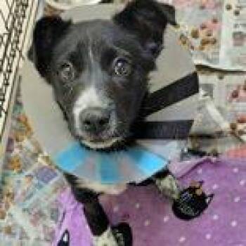 Border Collie Dogs Available for Adoption in Portsmouth, Ohio - Pup | PetCurious