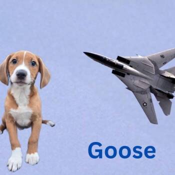 Mixed Breed Dogs Available for Adoption in Joliet, Illinois - Goose | PetCurious