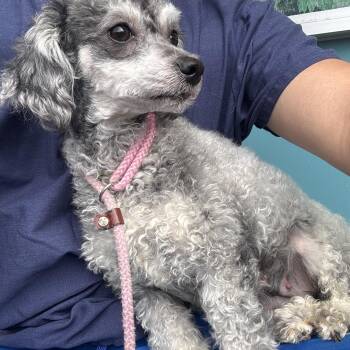 Lola -  Poodle Dog for Adoption in Elk Grove, California - Lola | PetCurious