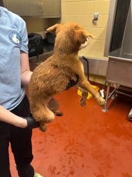 Mixed Breed Dogs Available for Adoption - Durian | PetCurious