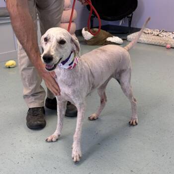 Goldendoodle Dogs Available for Adoption in Bardstown, Kentucky - Muffin | PetCurious