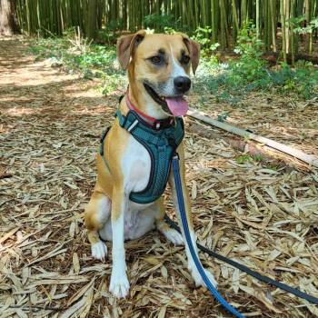 Rescue Boxer Dogs for Adoption in Rutherfordton, North Carolina - Cinnamon | PetCurious