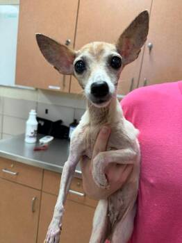 Cookie -  Chihuahua Dog for Adoption in Bossier City, Louisiana - Cookie | PetCurious