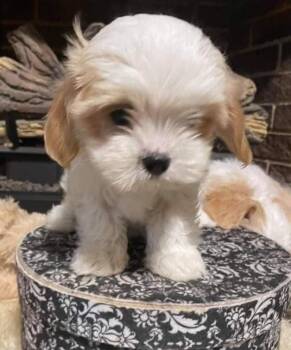 Cooper -  Cavalier King Charles Spaniel Dog for Sale in Atoka, Oklahoma - Cooper | PetCurious