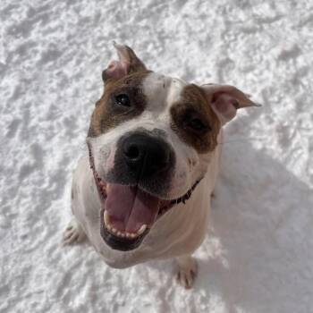 Mixed Breed Dogs Available for Adoption - Sadie | PetCurious