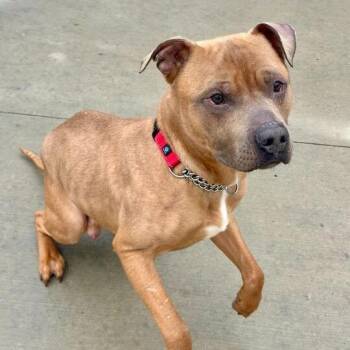 Pit Bull Terrier and Mixed Breed Dogs Available for Adoption in Matteson, Illinois - Red Rover | PetCurious