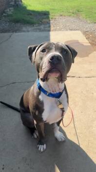 Brody -  Pit Bull Terrier Dog for Adoption in Tulsa, Oklahoma - Brody | PetCurious
