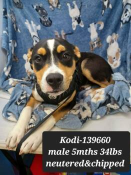 Terrier and Greater Swiss Mountain Dog Dogs Available for Adoption in New York, New York - Kodi *foster Needed* | PetCurious