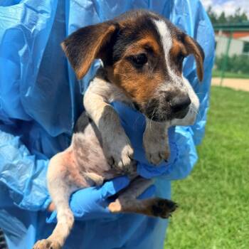 Skye -  Mixed Breed and Cattle Dog Dog for Adoption in Corinth, Mississippi - Skye | PetCurious