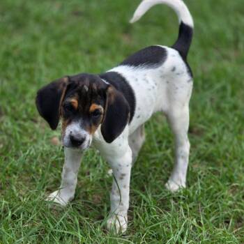 Jose -  Hound Dog for Adoption in Wiggins, Mississippi - Jose | PetCurious