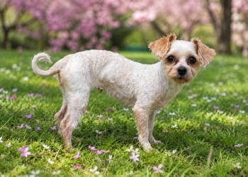 Poodle and Maltese Dogs Available for Adoption - Tipper | PetCurious