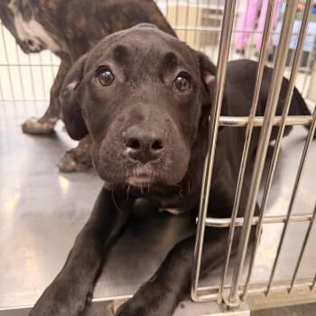 Pit Bull Terrier Dogs Available for Adoption in Indianapolis, Indiana - Striper | PetCurious
