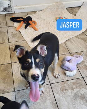 Rescue Husky Dogs for Adoption in Iroquois, Illinois - Jasper | PetCurious