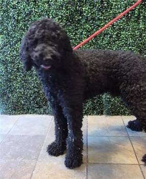 61487324 -  Poodle and Mixed Breed Dog for Adoption in El Paso, Texas - 61487324 | PetCurious