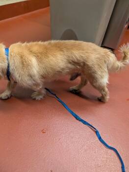 Bartholomew -  Mixed Breed Dog for Adoption in Douglasville, Georgia - Bartholomew | PetCurious