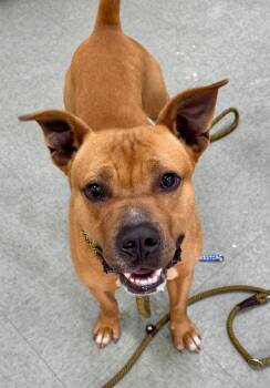Mixed Breed Dogs Available for Adoption - Roscoe | PetCurious