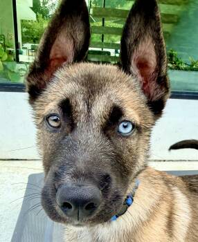 Rescue Siberian Husky and Belgian Shepherd Malinois Dogs for Adoption in Los Angeles, California - Acorn | PetCurious