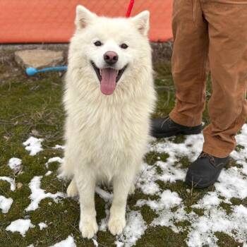 Mixed Breed Dogs Available for Adoption - Tarin | PetCurious