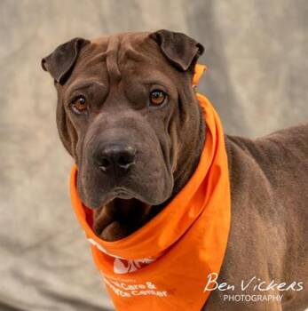 Shar Pei Dogs Available for Adoption - Kiko | PetCurious